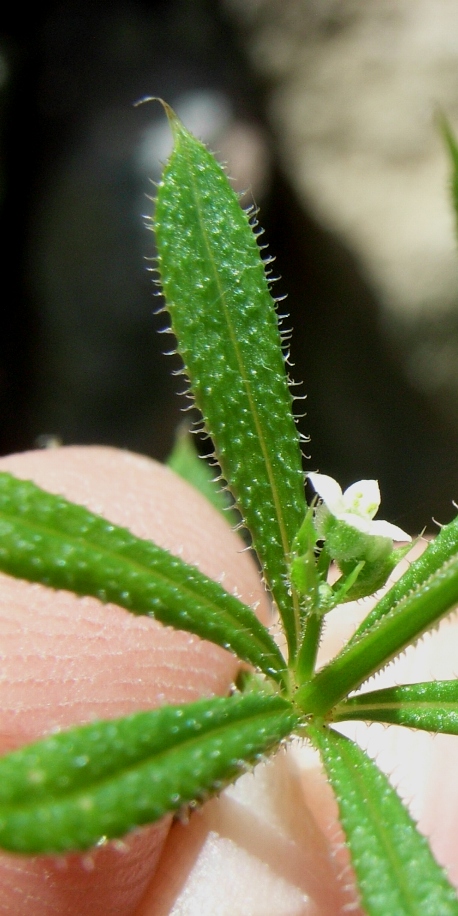 Galium aparine